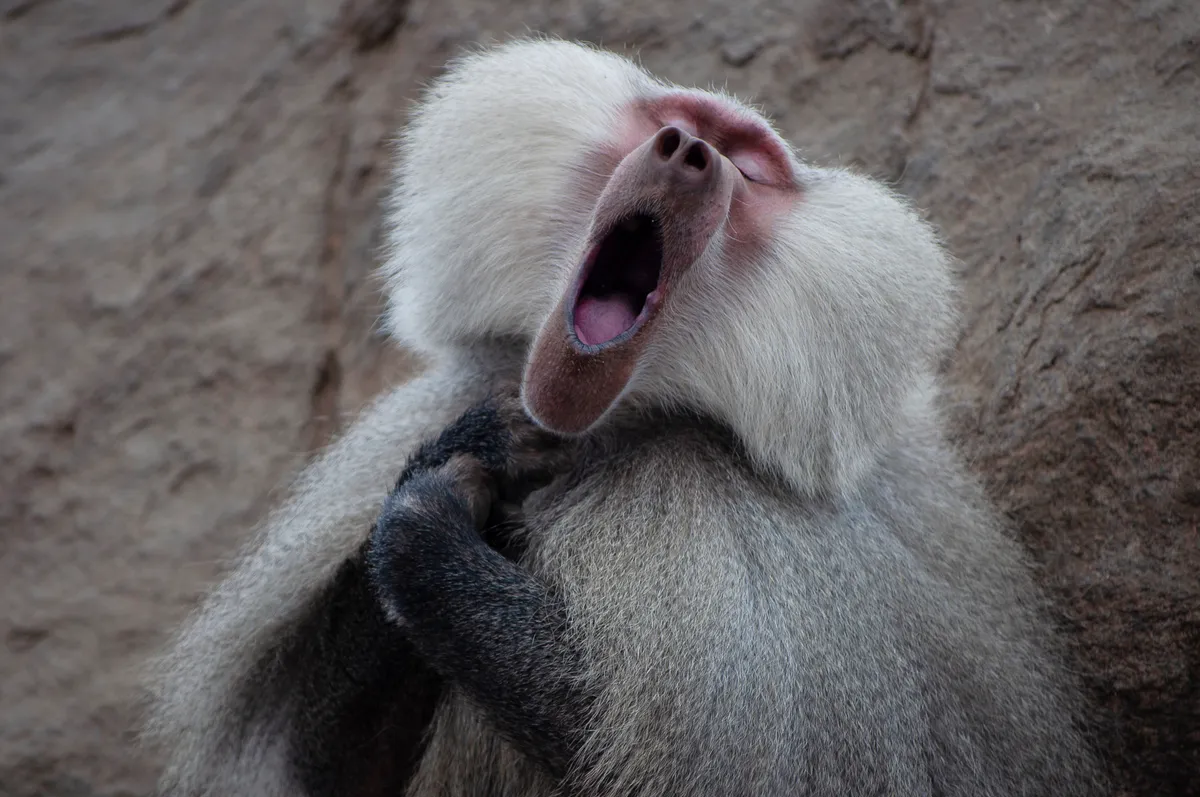 The Baboon Who Feels Like A Tenor: Hamdryas baboon, Saudi Arabia. © Clemence Guinard (France).
