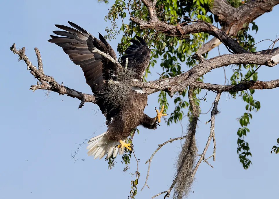 Majestic and Graceful Bald Eagle, Florida, USA. © David Eppley (USA).