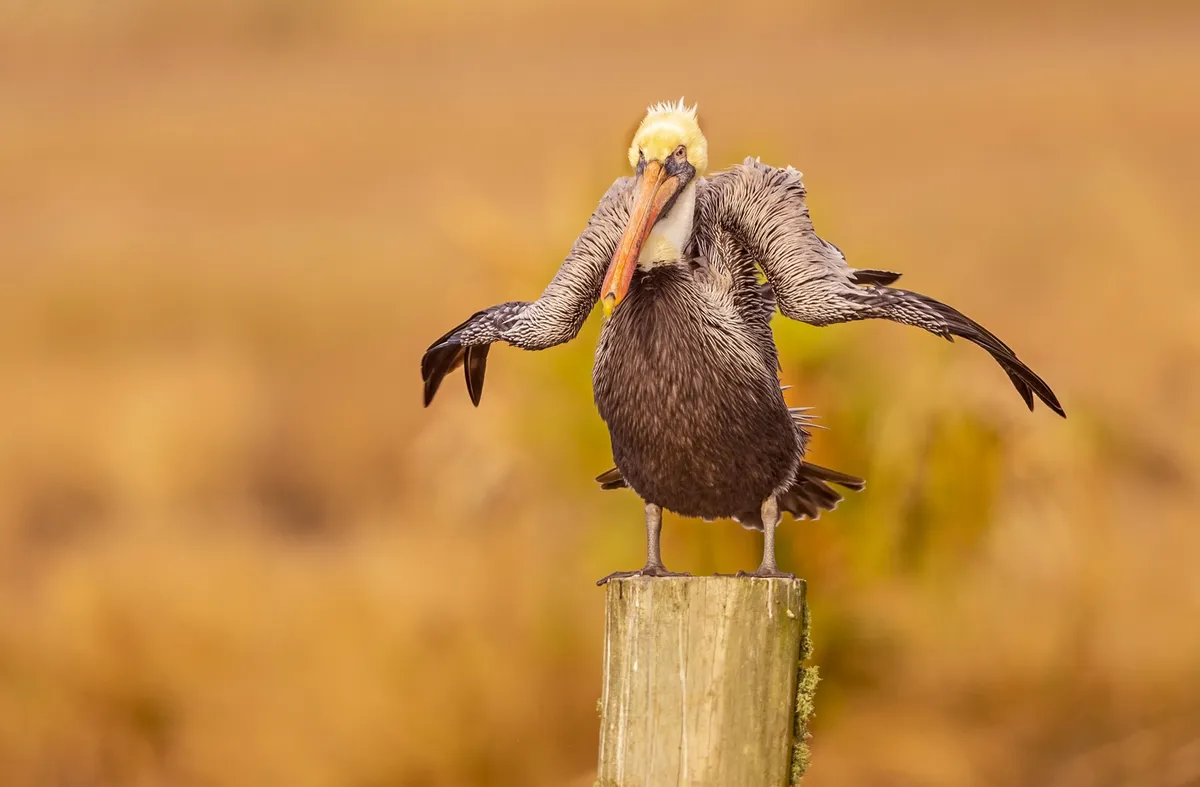 Shaking Off 2020: brown pelican, Louisiana, USA. © Dawn Wilson (USA).