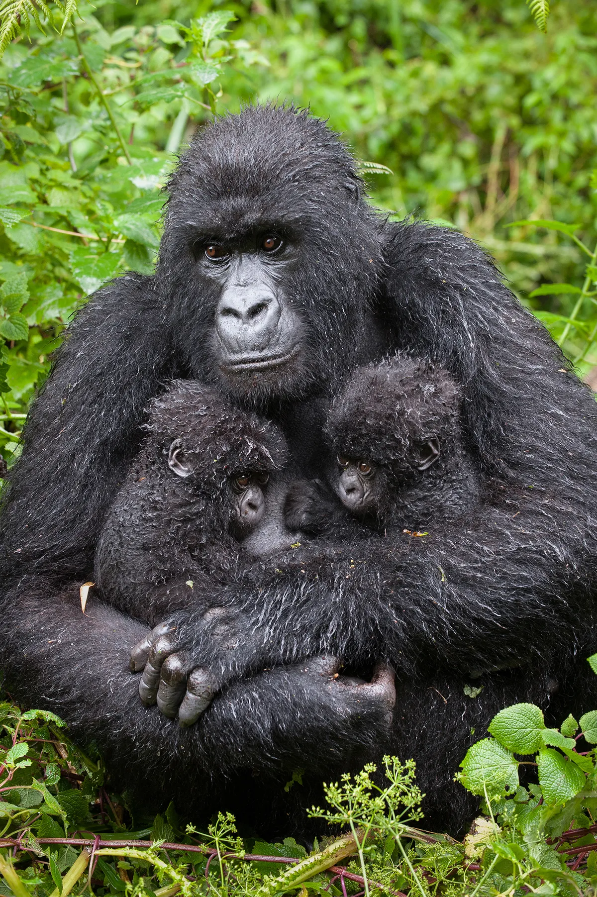 Mountain Gorilla (Gorilla gorilla beringei) mother holding 5 month old twin babies. Parc National des Volcans, Rwanda. © Suzi Eszterhas
