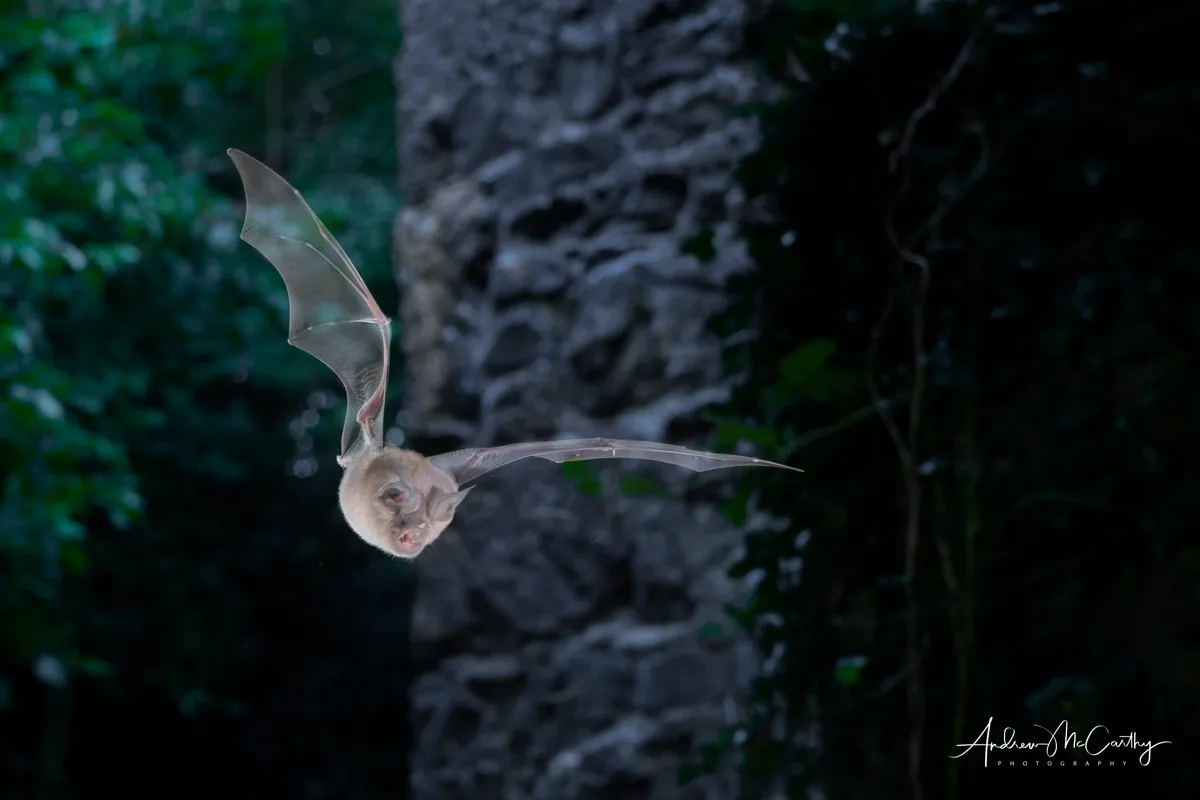 A greater horseshoe bat in flight. © Andrew McCarthy