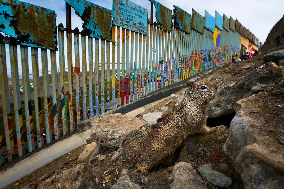 A Californian ground squirrel next to border fencing in Tijuana, Mexico, where the first section was built in the 1990s. © Alejandro Prieto