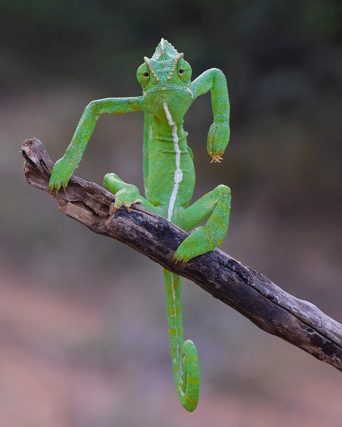 The Green Stylist: Indian chameleon, Western Ghats, India. © Gurumoorthy Gurumoorthy (India).