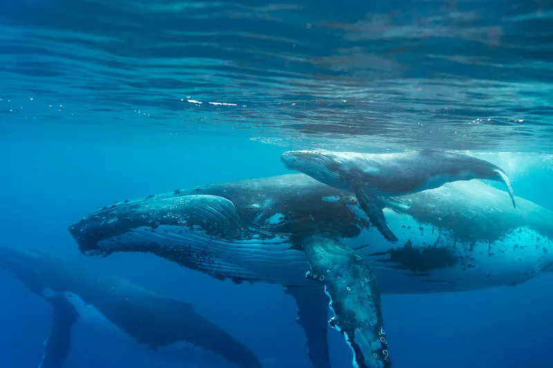 Humpback Whale (Megaptera novaeangliae) mother and newborn calf (days old). Tonga, South Pacific. © Suzi Eszterhas