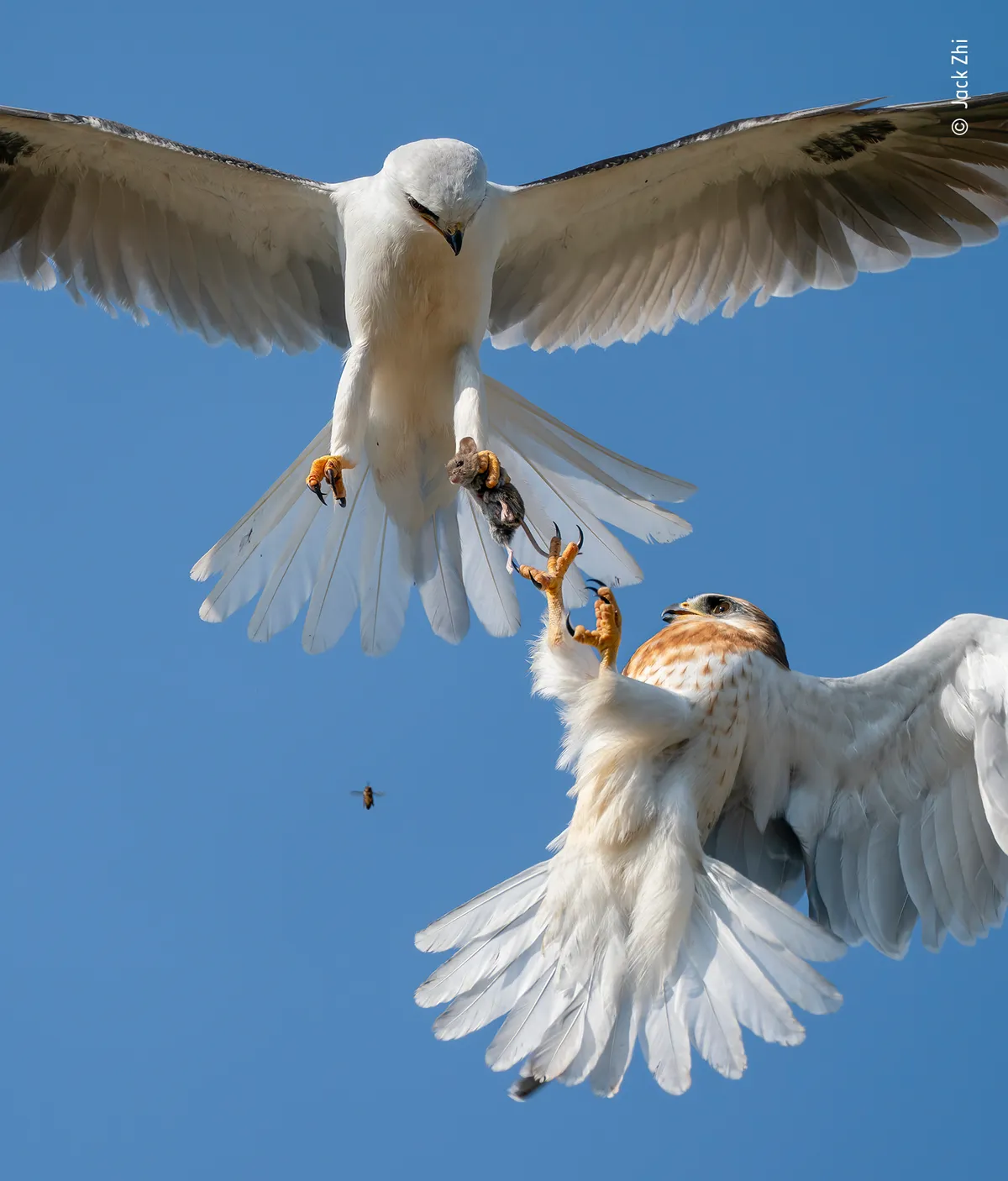 Category: Behaviour: Birds, Highly Commended. Up for grabs. © Jack Zhi (USA)/Wildlife Photographer of the Year