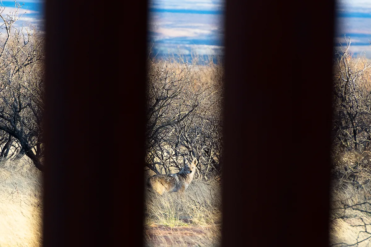 A coyote looks through the bars of the border wall in Arizona, near San Pedro river. With a high population and a diet that includes livestock, coyotes already face persecution as pests by many here. © Alejandro Prieto