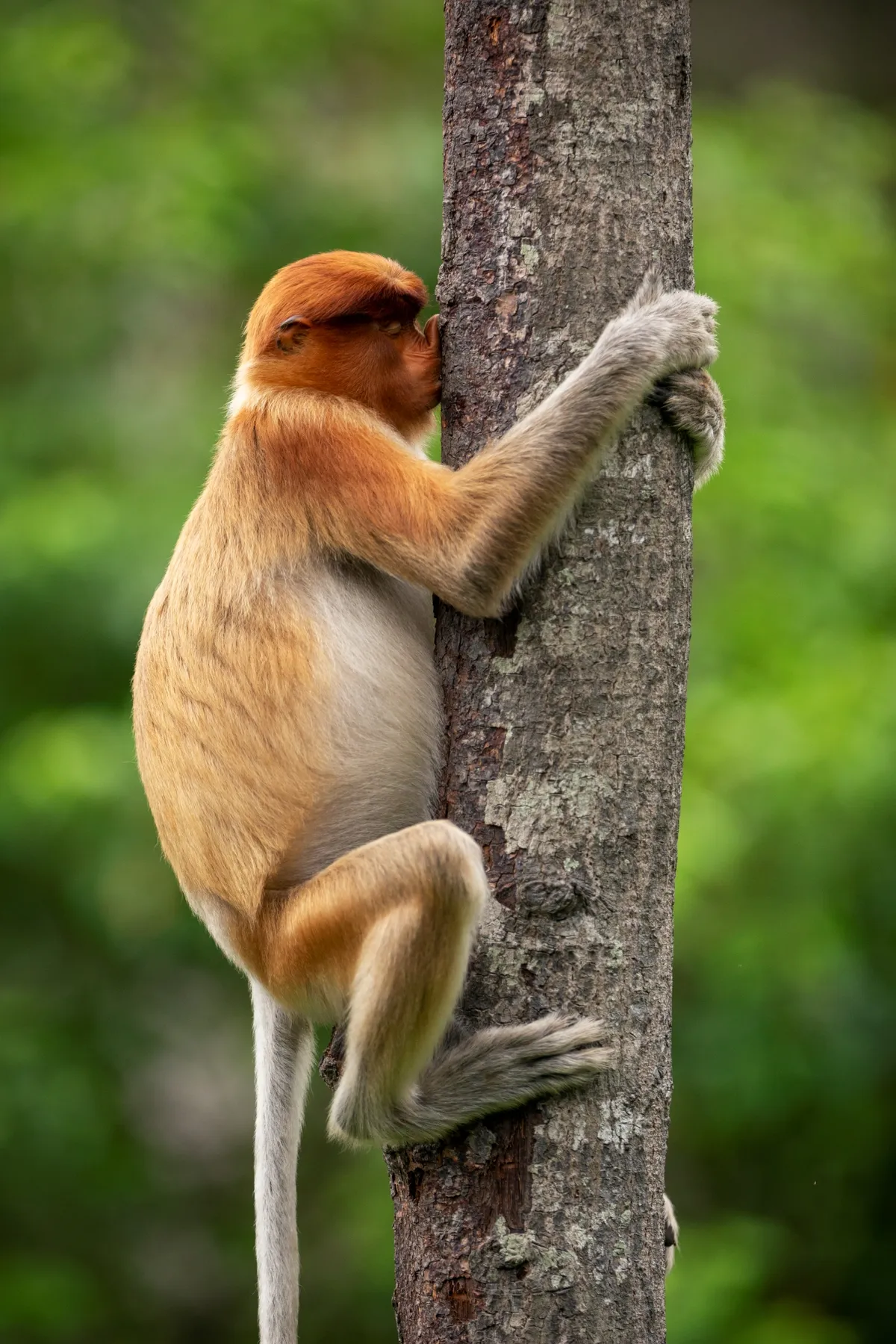 Treehugger: proboscis monkey, Borneo. © Jakub Hodan (Slovakia).