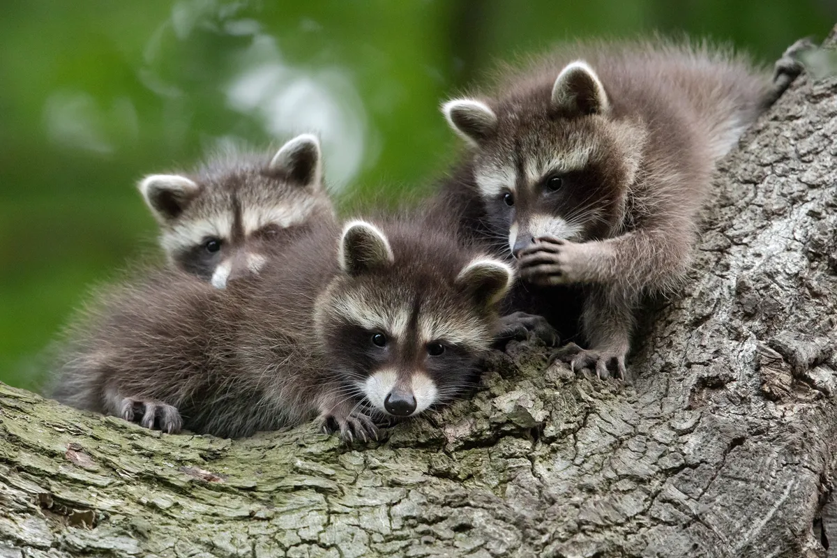 Chinese Whispers: raccoon, Kassel, Germany. © Jan Piecha (Germany).