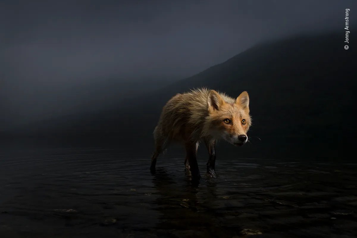 Category: Animal Portraits, Highly Commended. Storm fox. © Jonny Armstrong (USA)/Wildlife Photographer of the Year