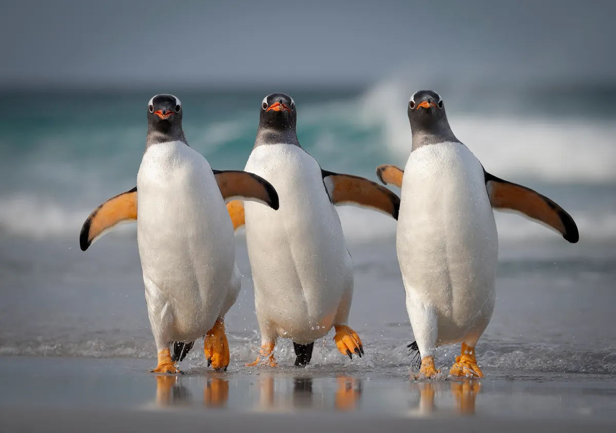 We're Too Sexy For This Beach: gentoo penguins, Falkland Islands. © Joshua Galicki (USA).