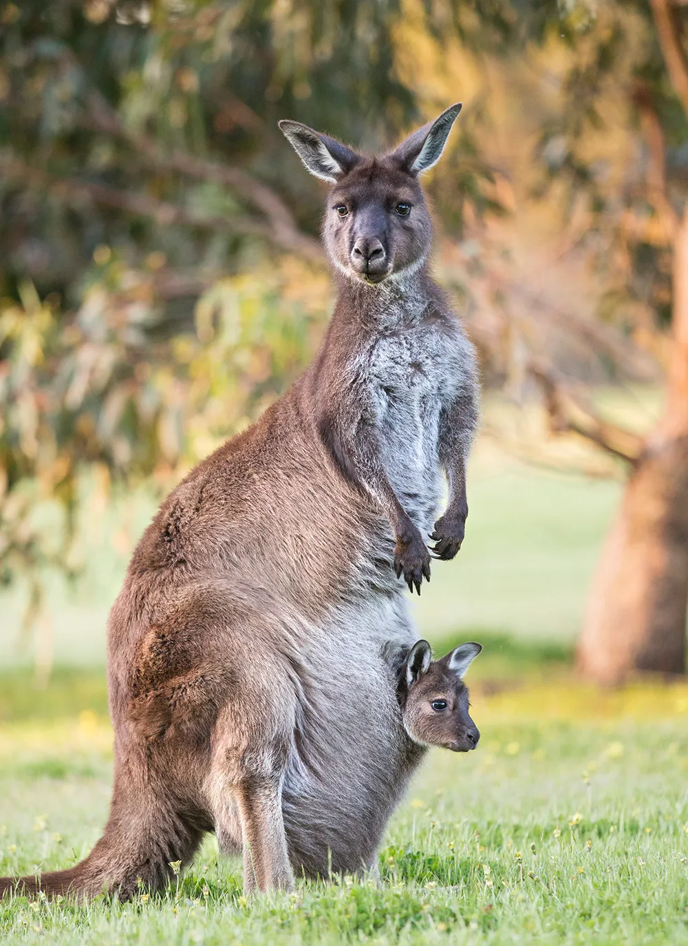 Kangaroo and her 8 month old joey. © Suzi Eszterhas