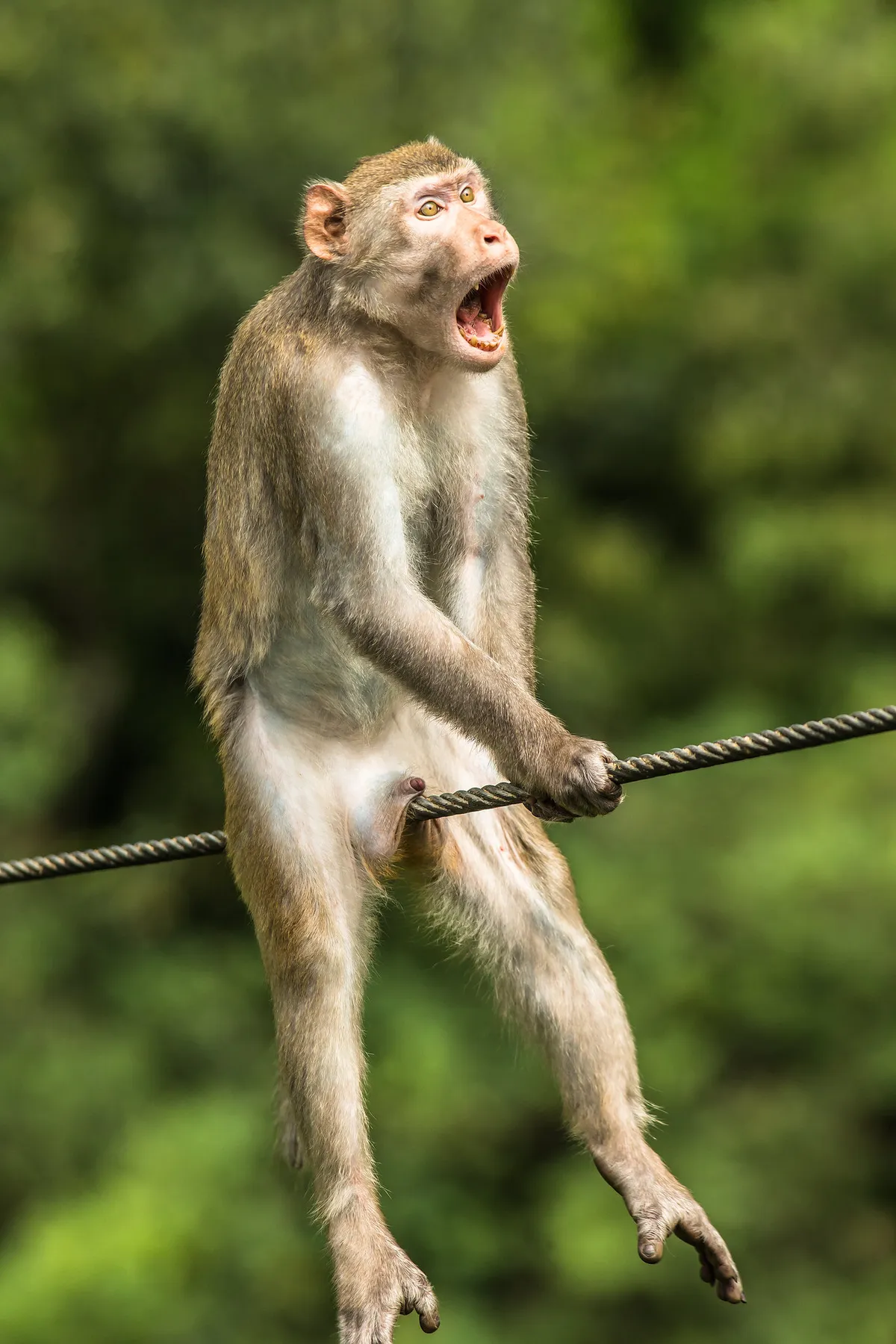 Ouch! Golden silk monkey, Yunnan China. © Ken Jensen (UK).