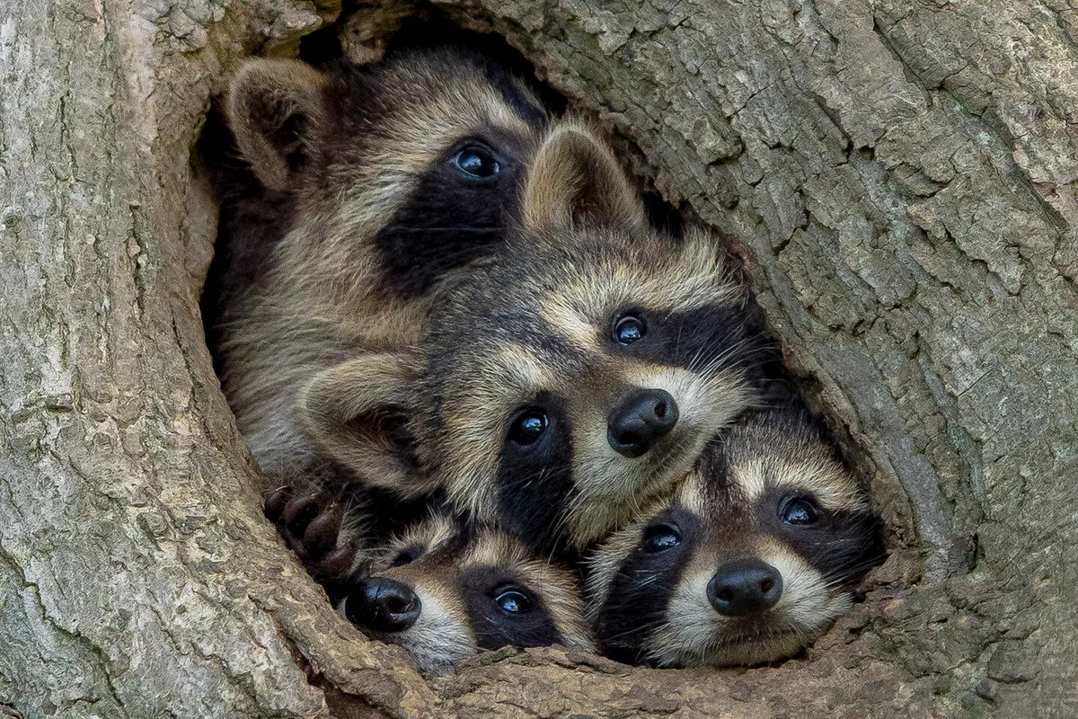 Quarantine Life: raccoon, Ontario, Canada. © Kevin Biskaborn (Canada).