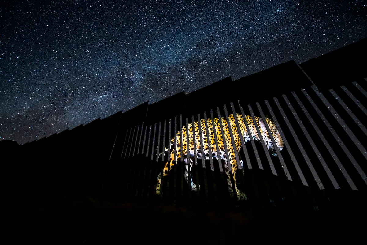 Alejandro photographed a jaguar near the border and then projected the image onto the barrier in south-eastern Arizona. Conservationists fear that building a wall through this area could mark the extinction of jaguars in the USA. © Alejandro Prieto