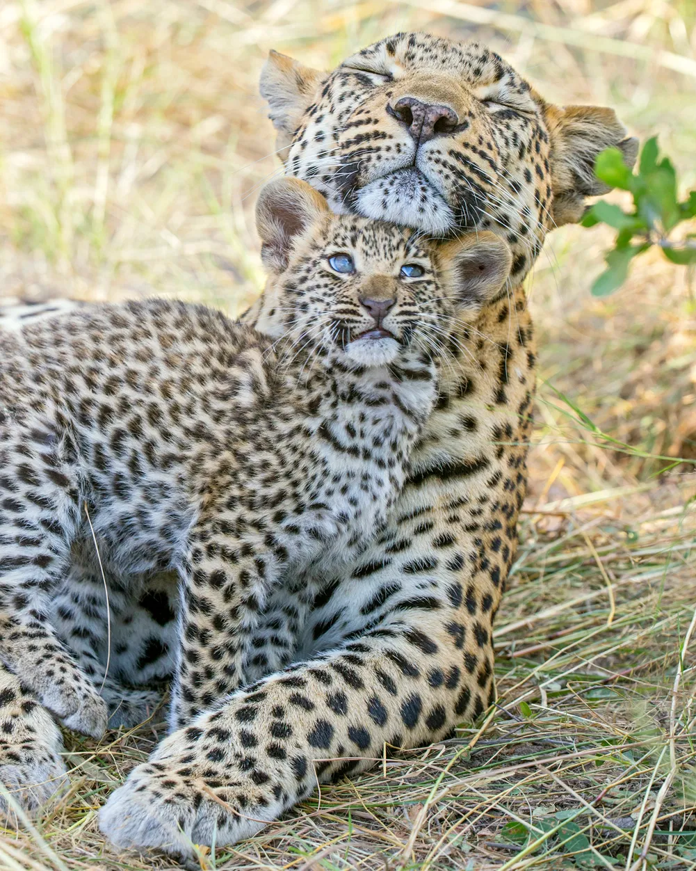 Leopard (Panthera pardus) six-week-old cub nuzzling mother Jao Reserve, Botswana. © Suzi Eszterhas