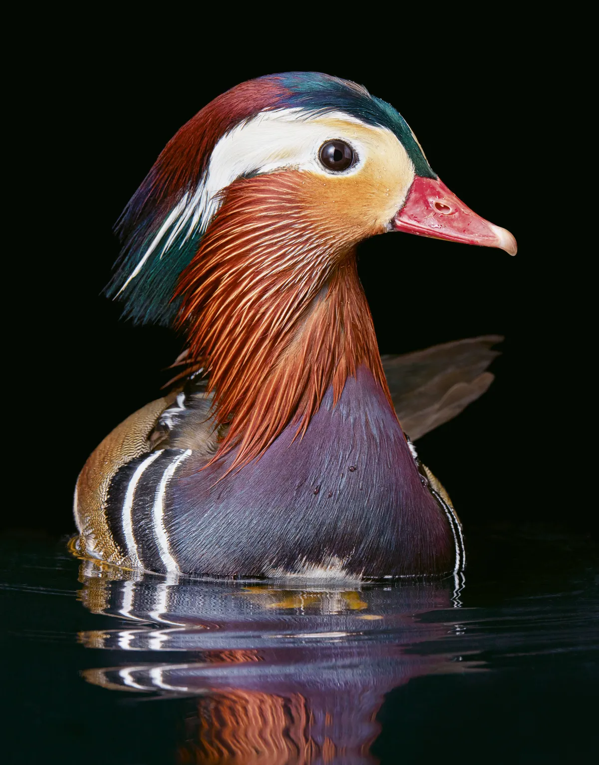 Mandarin duck. © 2021 Tim Flach