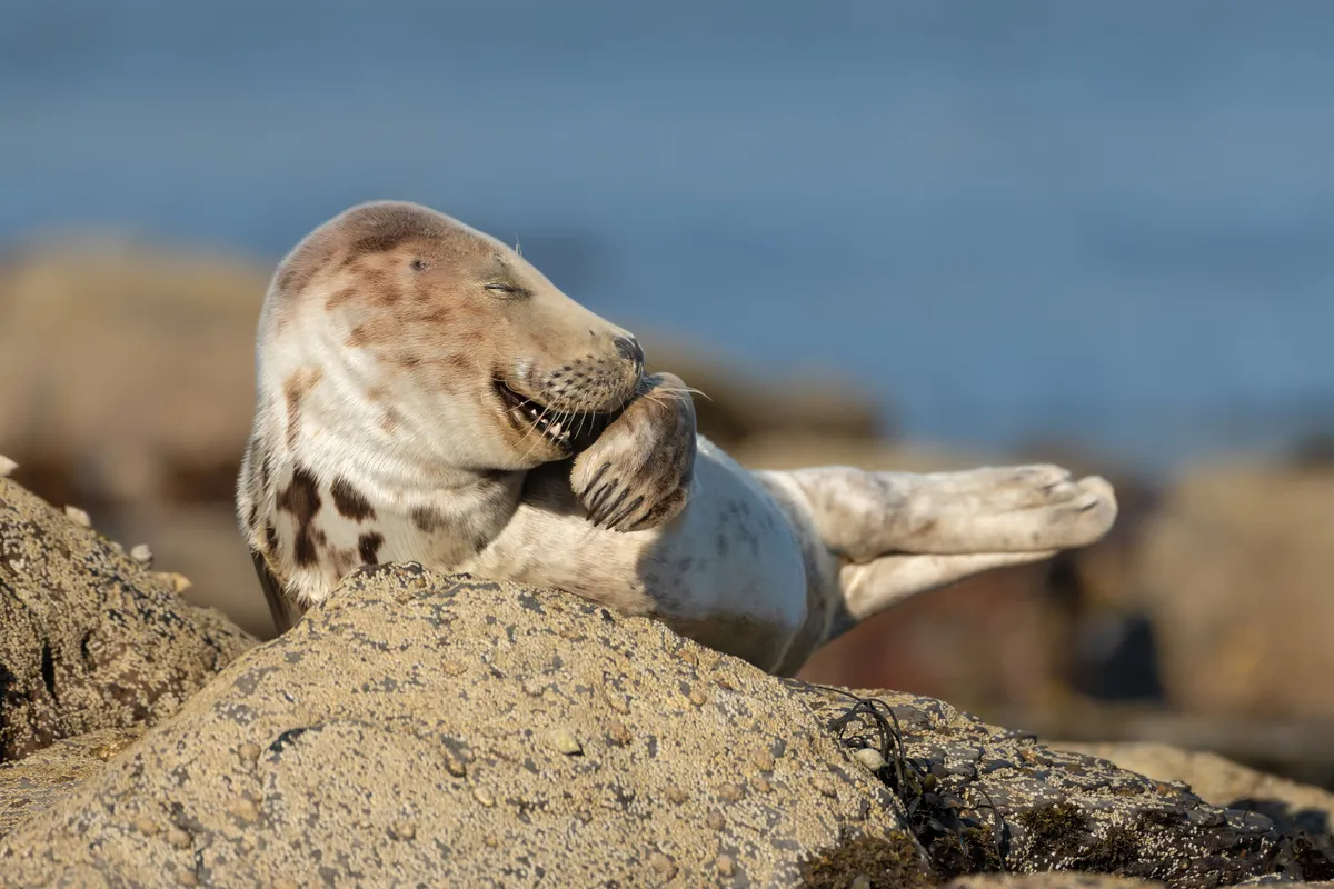 Mr Giggles: grey seal, Yorkshire, England, UK. © Martina Novotna (UK).