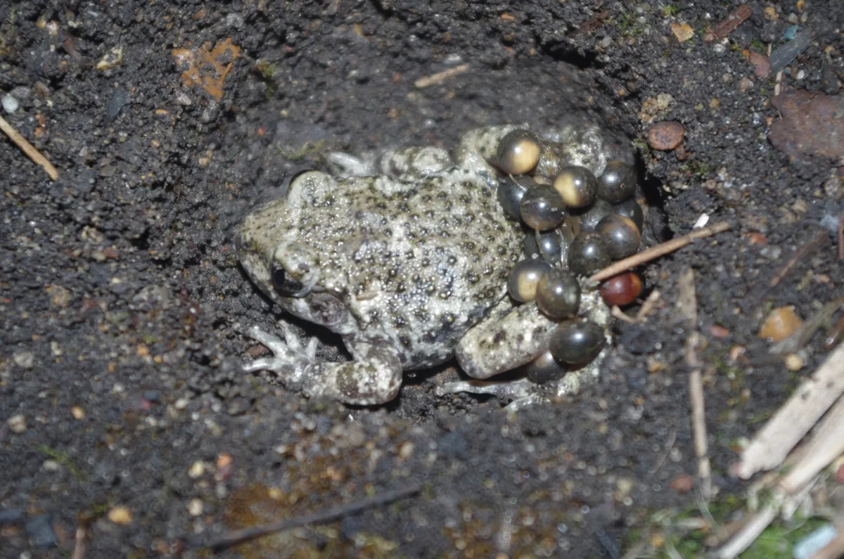 A male midwife toad with eggs. © Steve Allain.