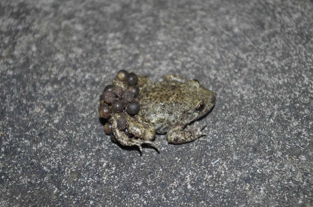 A male midwife toad with eggs. Steve Allain.