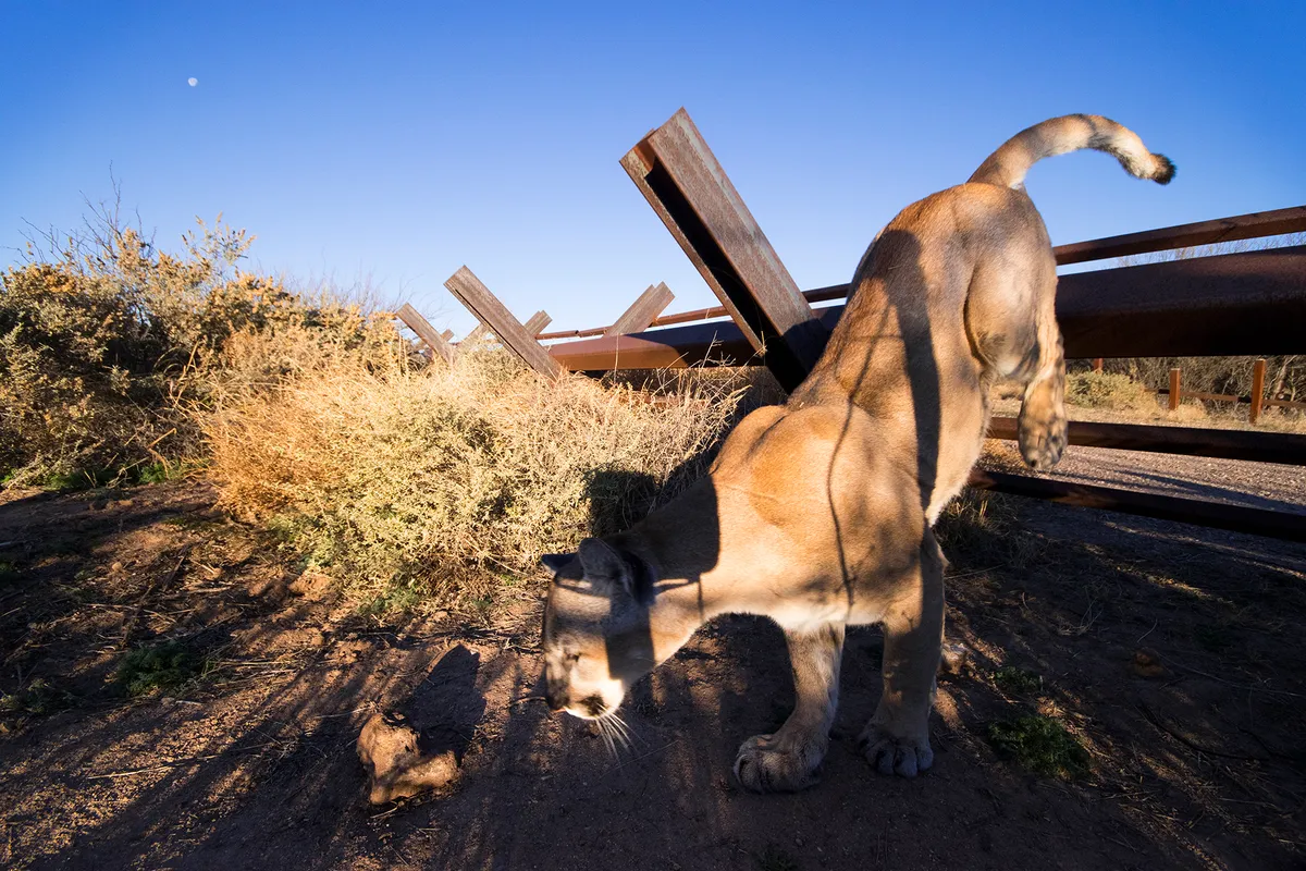 A mountain lion, also known as a puma or cougar, jumping the vehicle fence at San Bernardino. © Alejandro Prieto
