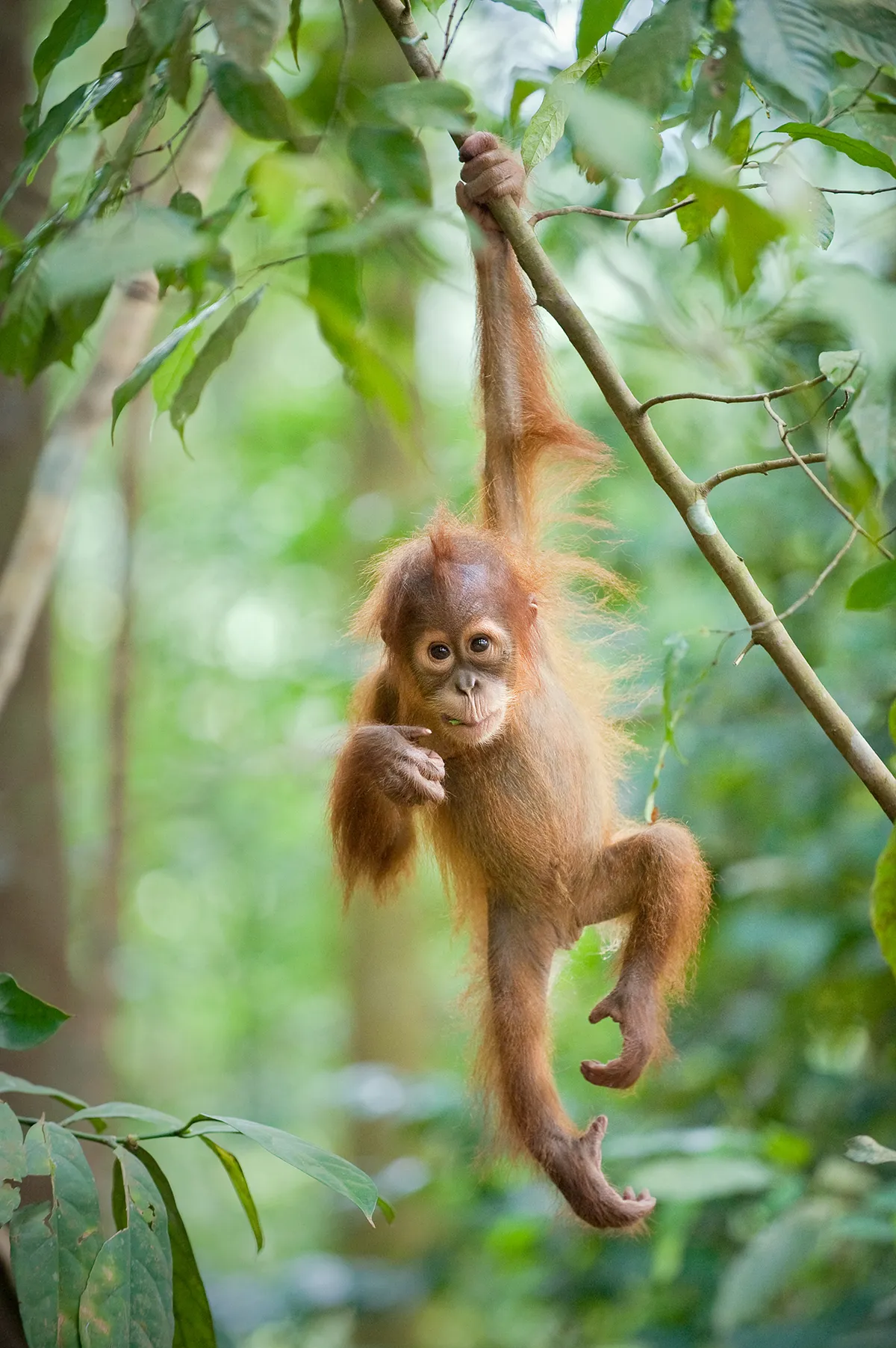Sumatran Orangutan (Pongo abelii) 1.5 year old baby dangling from tree branch. North Sumatra, Indonesia. © Suzi Eszterhas