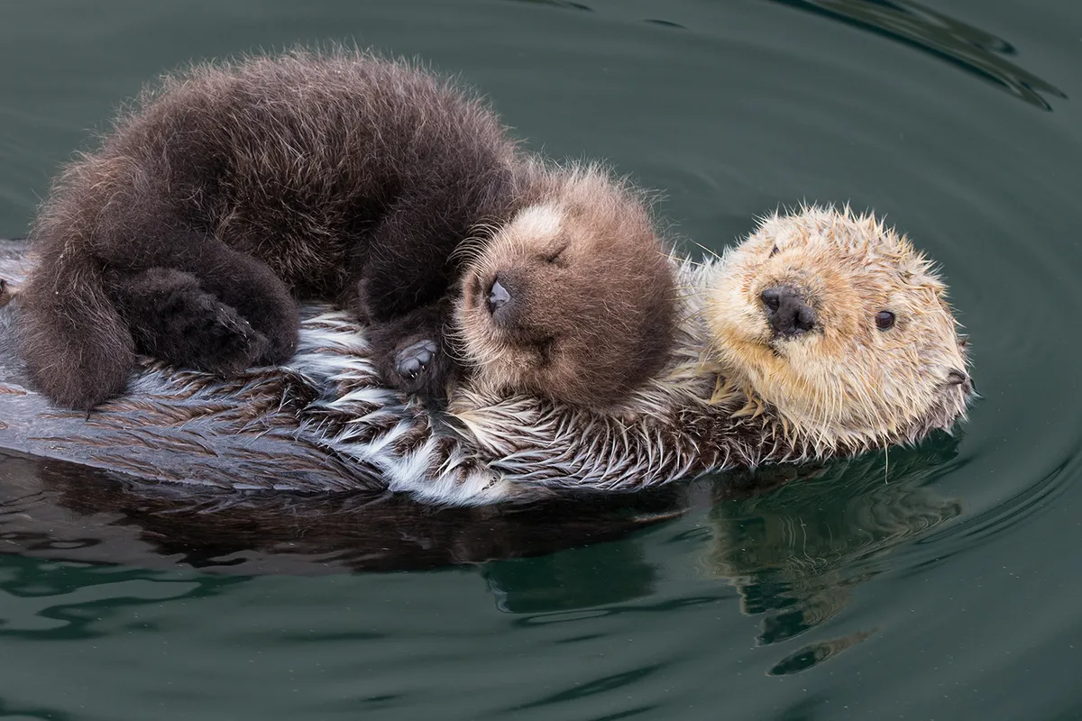 Sea Otter (Enhydra lutris) mother and newborn pup (just three-days-old) Monterey, California. © Suzi Eszterhas