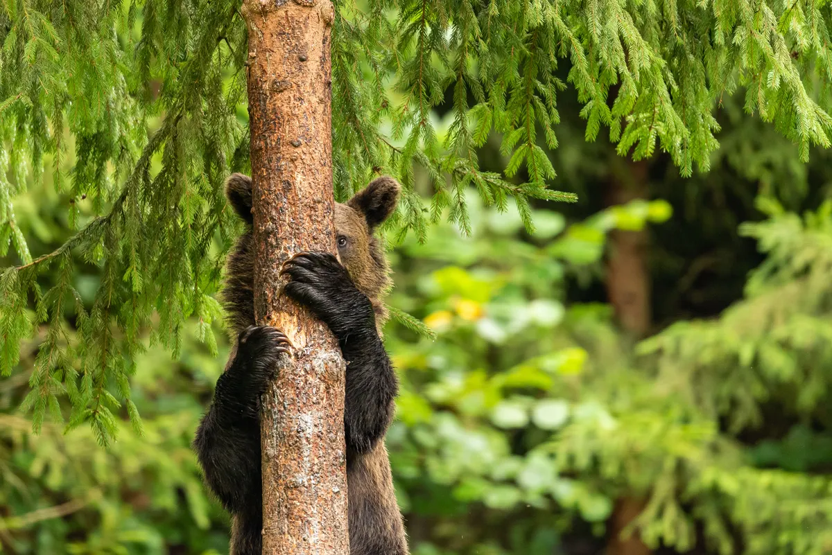 Peek-A-Boo: brown bear, Hargita Mountains, Romania. © Paul Marchhart (Hungary).