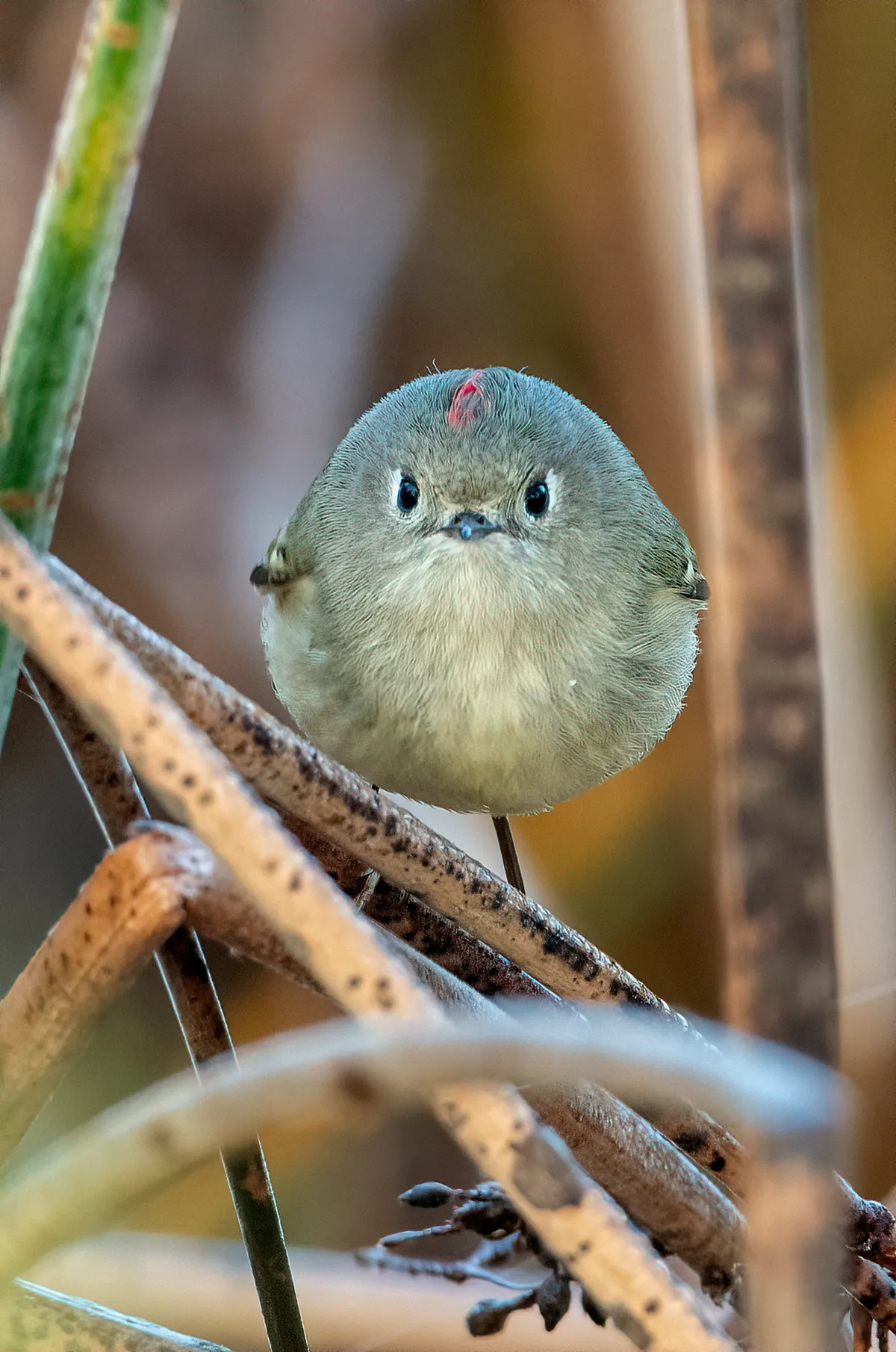 Did I Say That You Could Take My Picture? Ruby-crowned kinglet, California, USA. © Patrick Dirlam (USA).