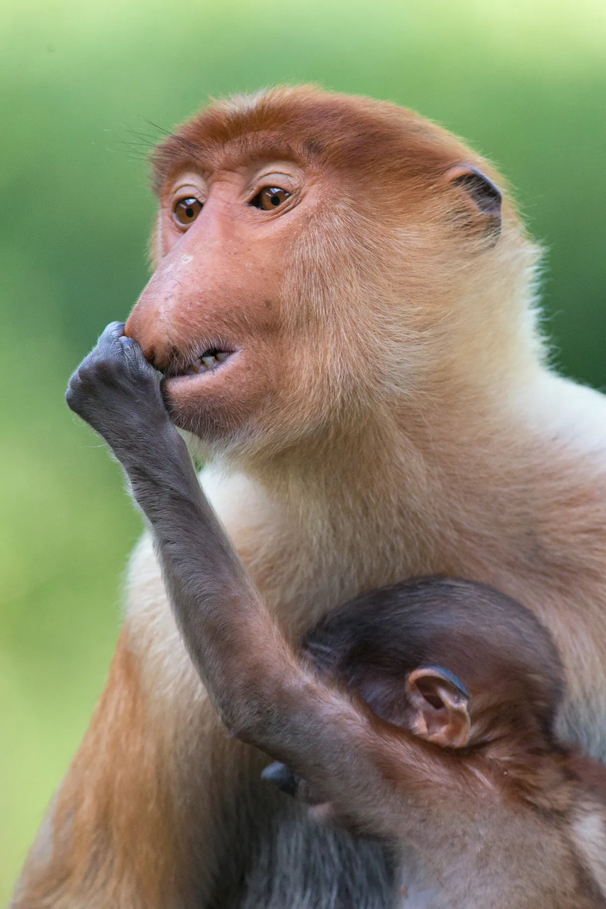 Proboscis Monkey (Nasalis larvatus) infant grabbing mother's nose Sabah, Malaysia. © Suzi Eszterhas