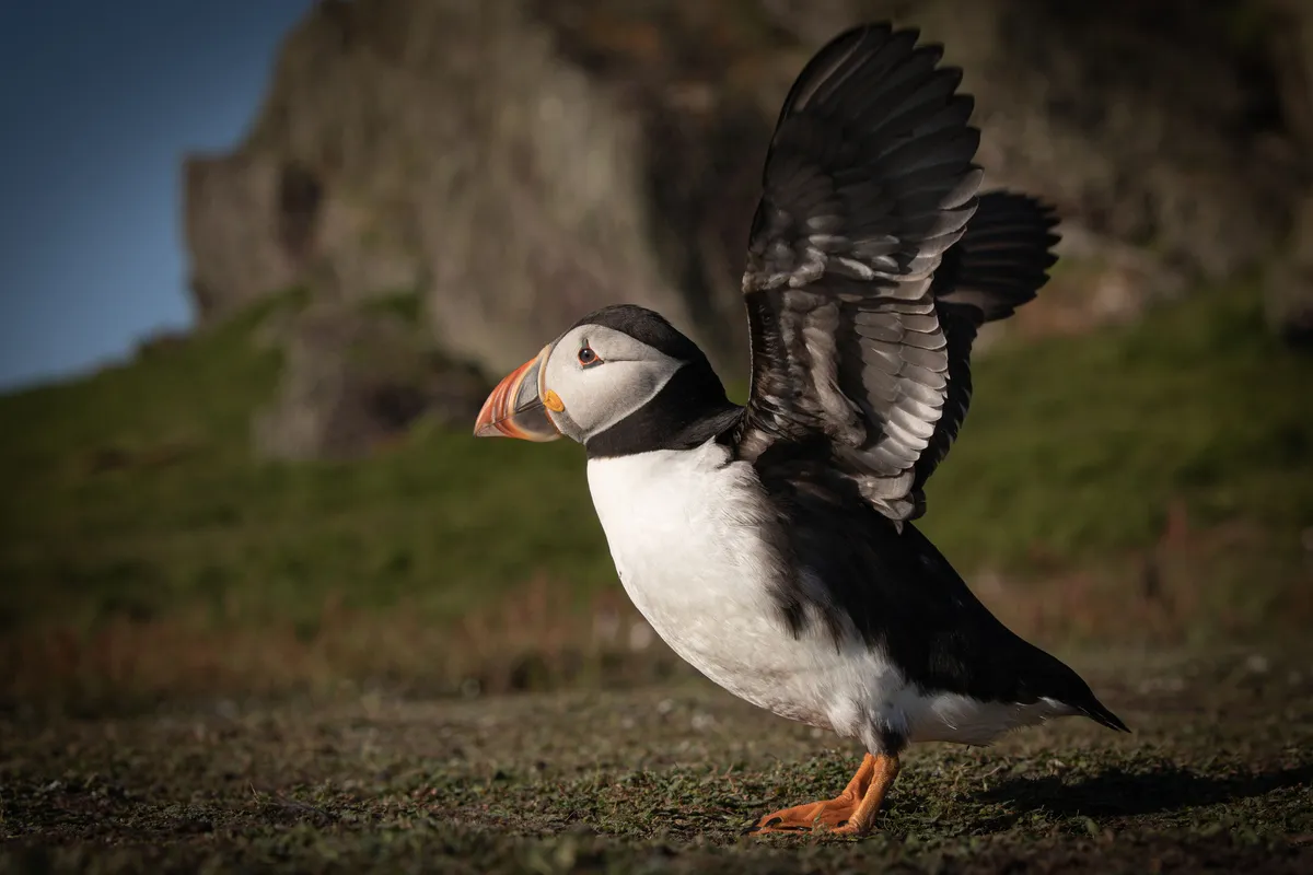 An Atlantic puffin stretching its wings on Skokholm Island, Pembrokeshire. © Megan McCubbin