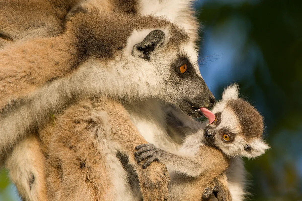 Ring-tailed Lemur (Lemur catta) female grooming 1-2 week baby of other female. Berenty Private Reserve, Madagascar. © Suzi Eszterhas