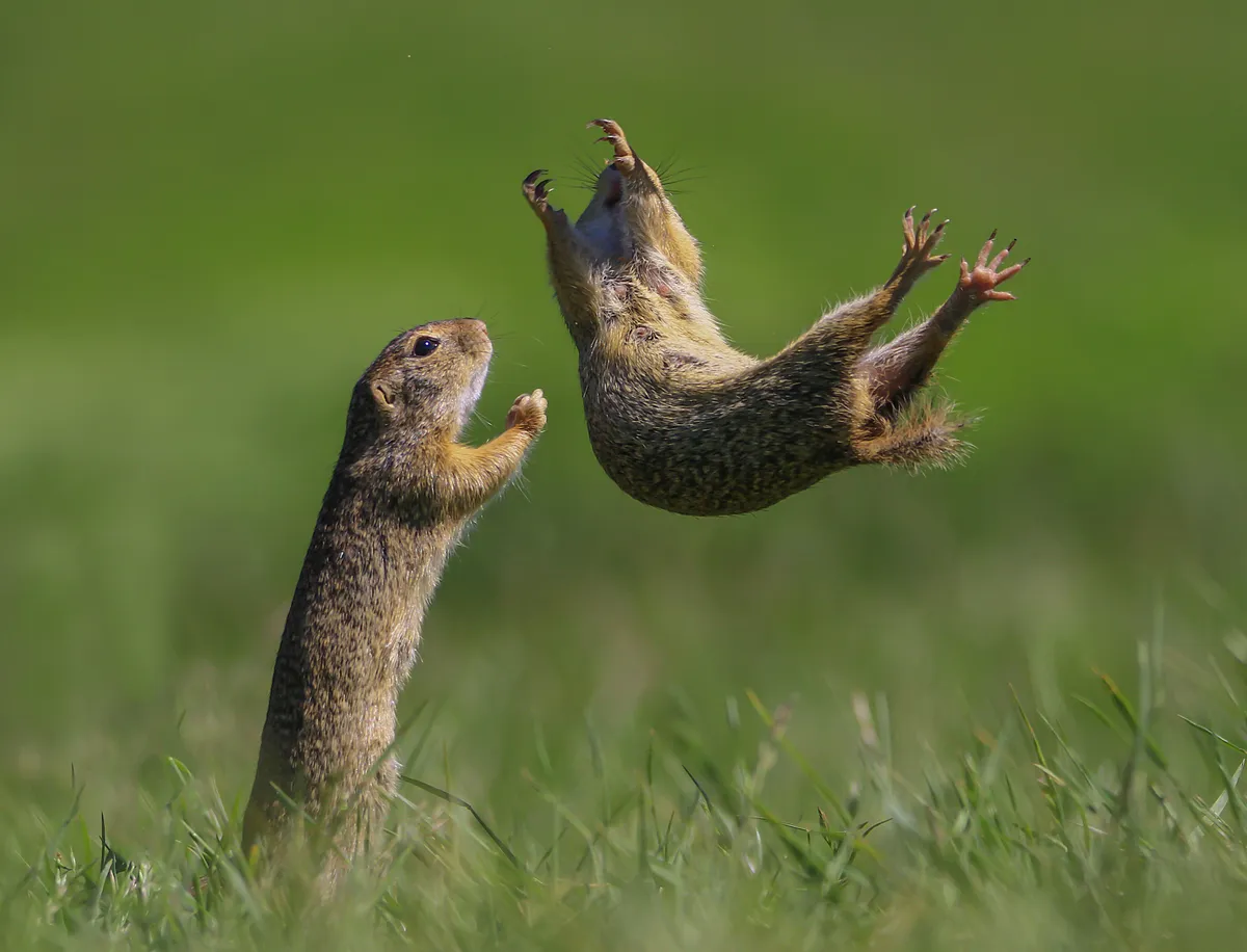 I Got You: ground squirrel, Hungary. © Roland Kranitz (Hungary).