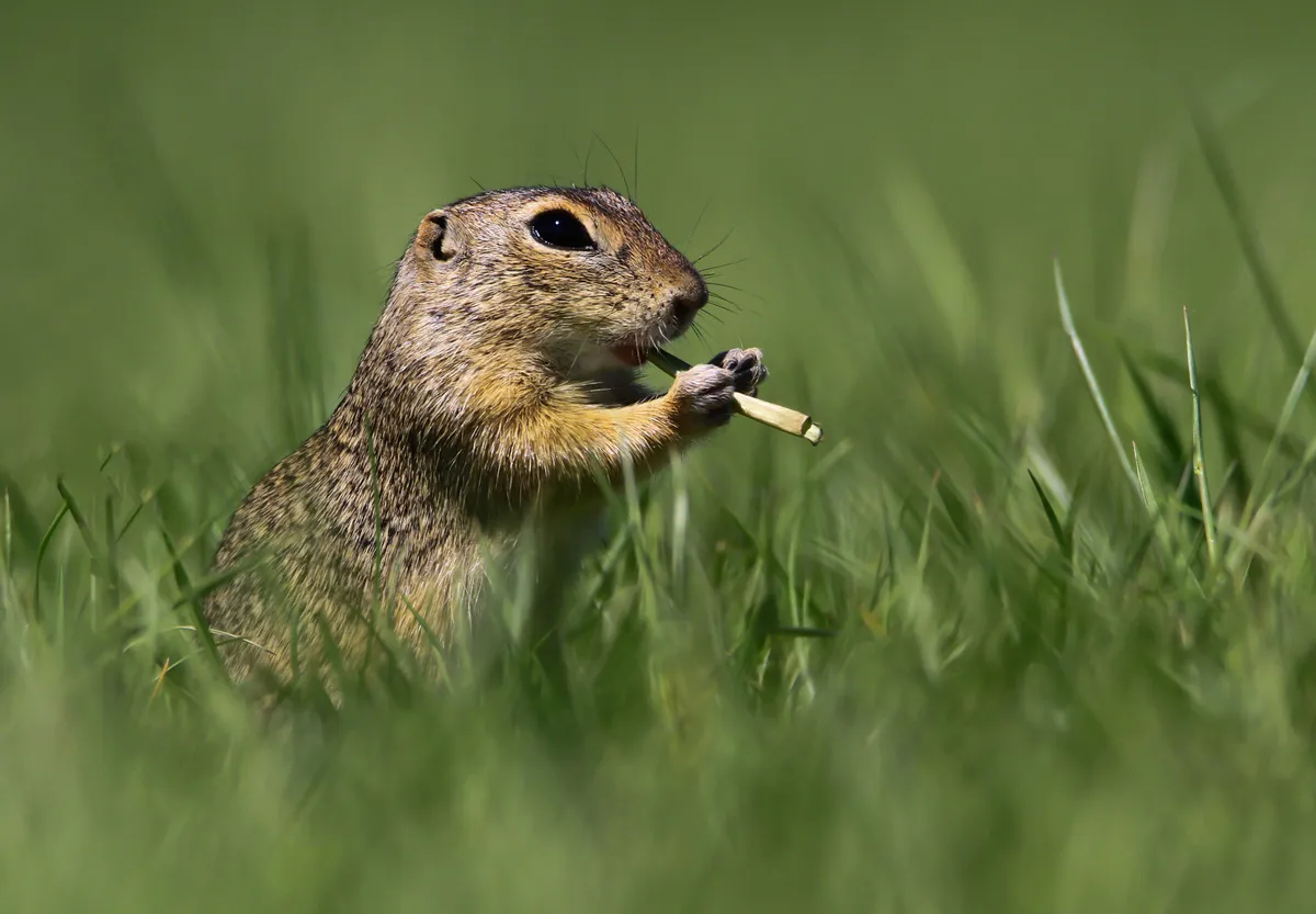 Flautist: ground squirrel, Hungary. © Roland Kranitz (Hungary).