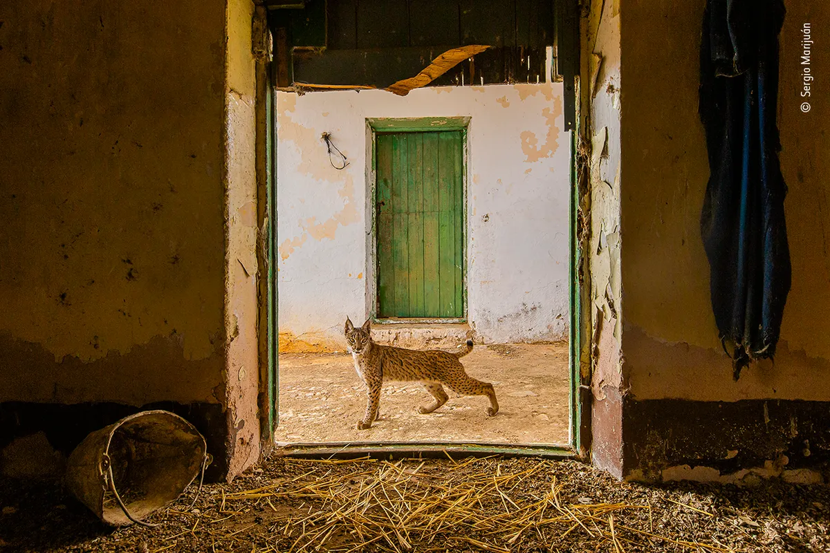 Category: Urban Wildlife, Highly Commended. Lynx on the threshold. © Sergio Marijuán (Spain)/Wildlife Photographer of the Year.