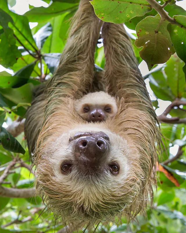 Hoffmann's Two-toed Sloth (Choloepus hoffmanni) mother and two-month-old baby. Aviarios Sloth Sanctuary, Costa Rica. © Suzi Eszterhas