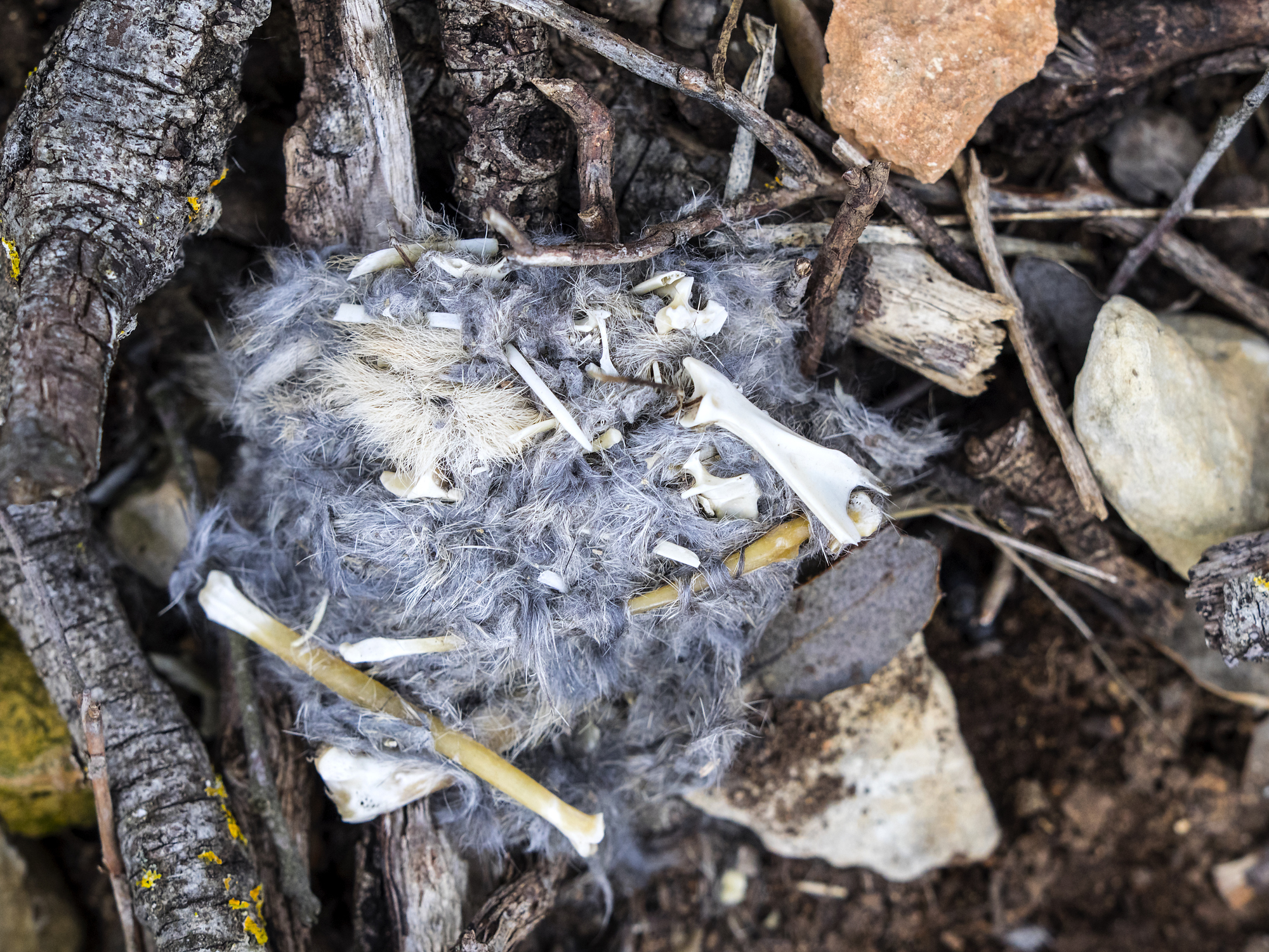 Owl pellets guide: how to identify and dissect - Discover Wildlife