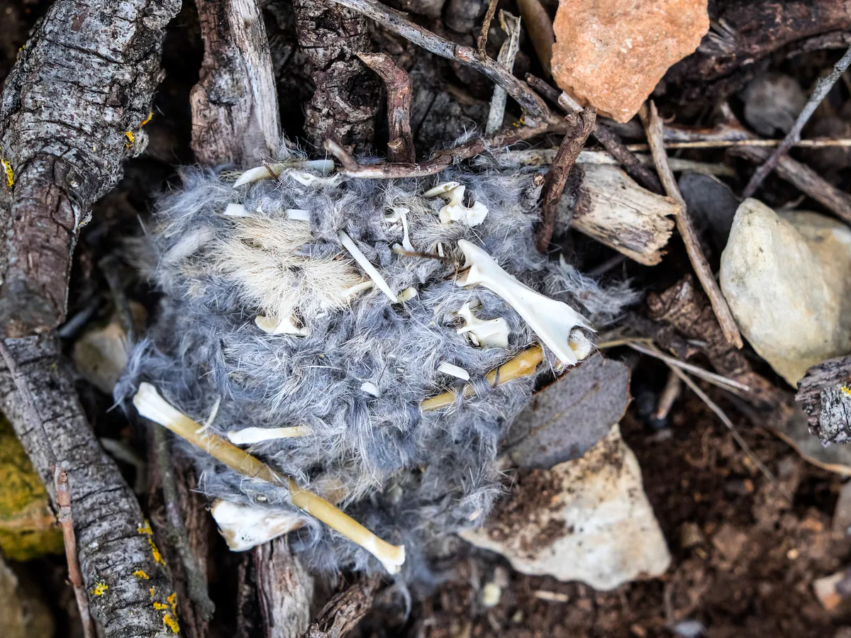 A tawny owl pellet starting to fall apart, in Comunidad Valenciana, Spain. © Jose A. Bernat Bacete/Getty Images