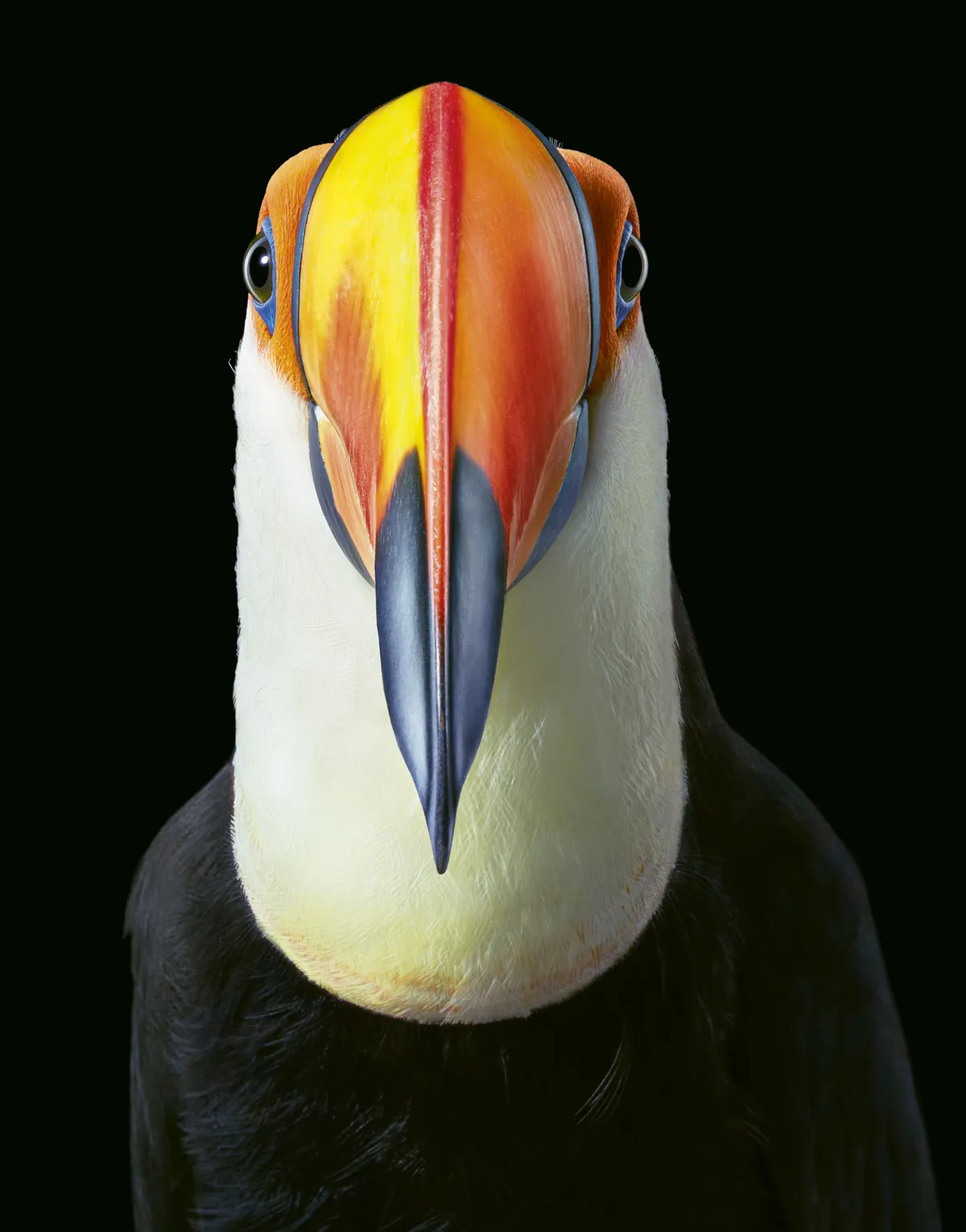 Toco toucan. © 2021 Tim Flach