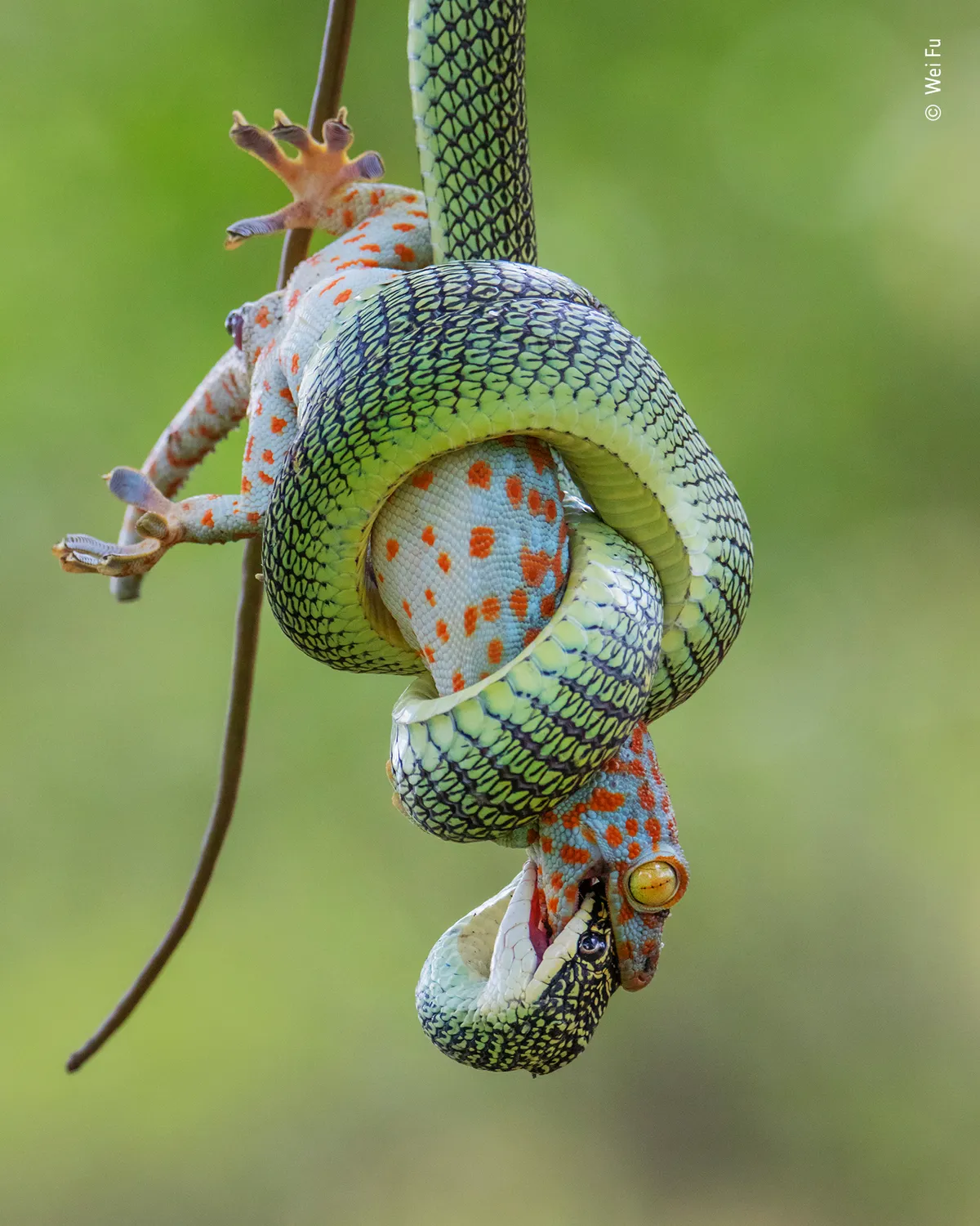 Category: Behaviour: Amphibians and Reptiles, Highly Commended. The gripping end. © Wei Fu (Thailand)/Wildlife Photographer of the Year