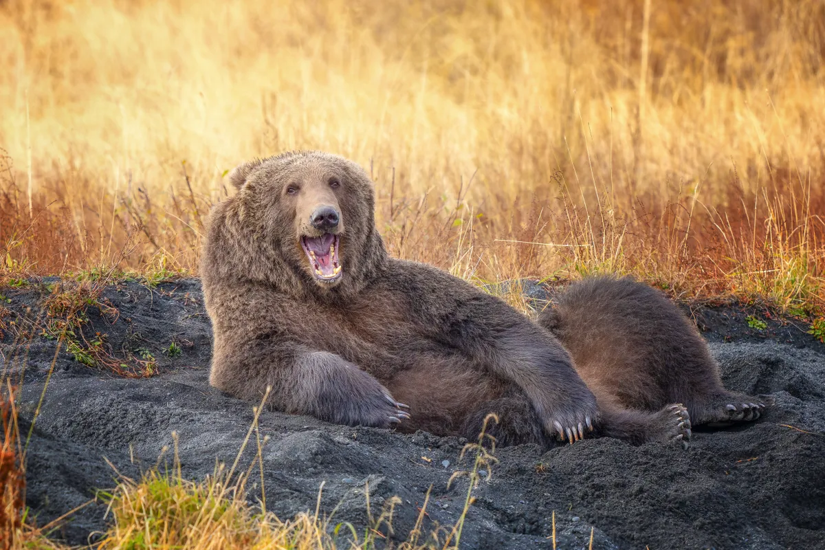 Draw Me Like One Of Your French Bears: brown bear, Alaska, USA. © Wenona Suydam (USA).