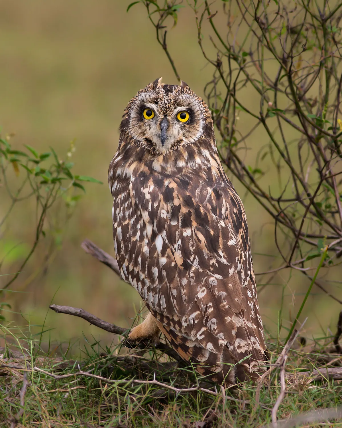 Category: 8 and under years old, gold award winner. I SEE YOU: Short-eared owl. © Deeksha Sambath (India)/Bird Photographer of the Year