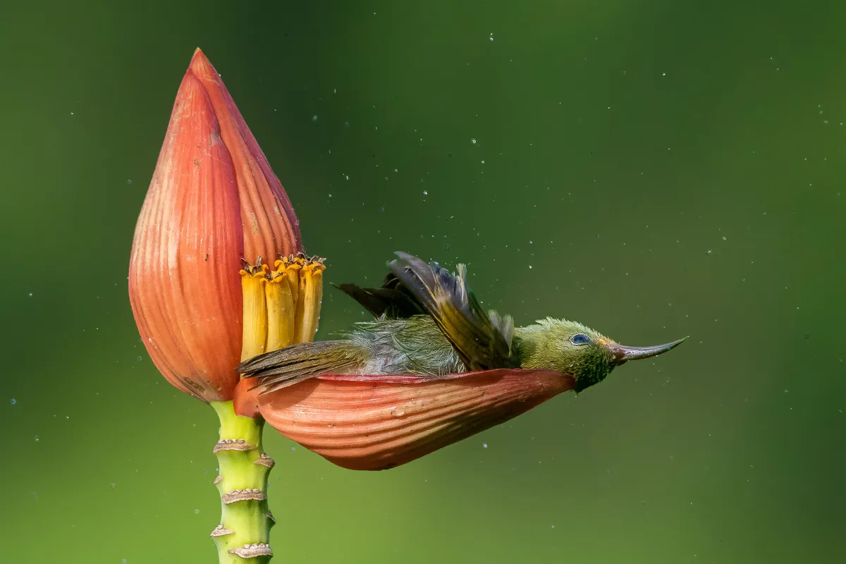 Category: Bird behaviour, gold award winner. FLORAL BATHTUB: Crimson sunbird. © Mousam Ray (India)/Bird Photographer of the Year