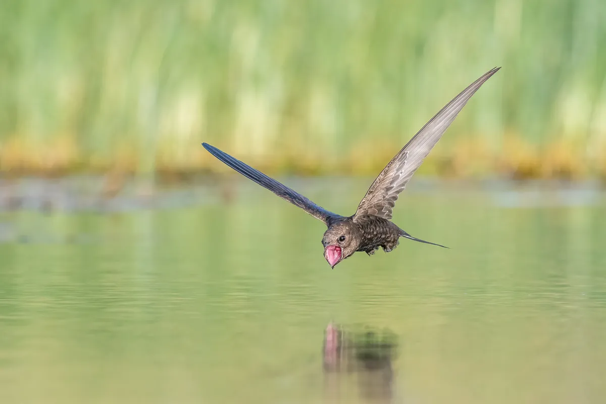 Category: Birds in flight, gold award winner. THIRSTY: Common swift. © Tzahi Finkelstein (Israel)/Bird Photographer of the Year