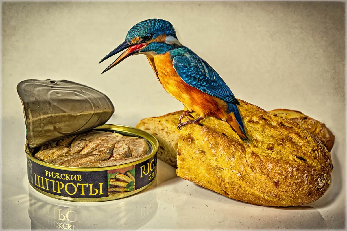 Category: Creative imagery, gold award winner. SPRATS AND BREAD: Common kingfisher, © Ruediger Schulz (Germany)/Bird Photographer of the Year