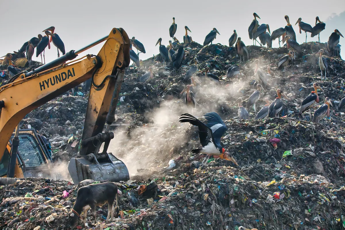 Category: Conservation Award gold award winner. GARBAGE ON AN INDUSTRIAL SCALE. © Carla Rhodes (USA)/Bird Photographer of the Year