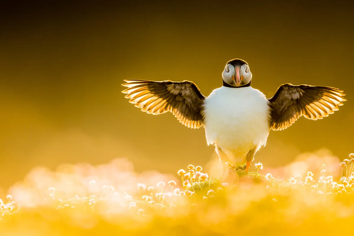 Category: Portfolio Award gold award winner. WING STRETCH: Atlantic puffin. © Kevin Morgans (UK) /Bird Photographer of the Year