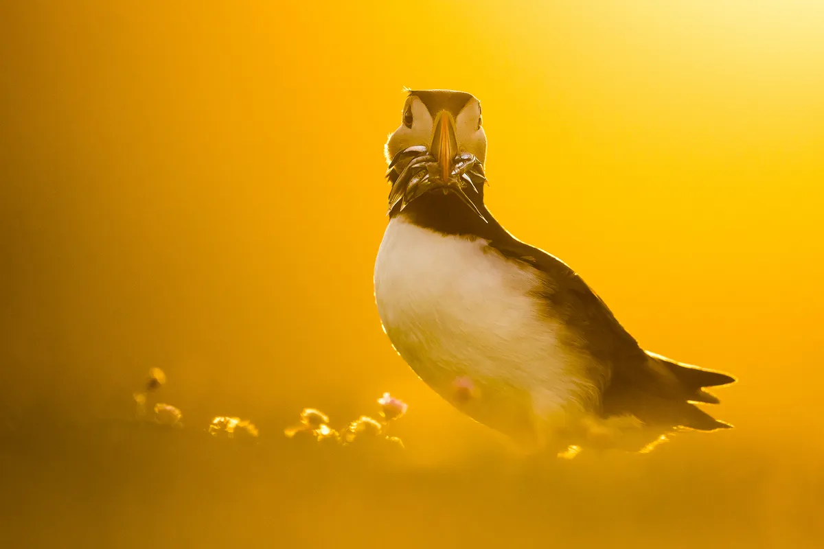 Category: Portfolio Award gold award winner. GOLDEN CALM: Atlantic puffin. © Kevin Morgans (UK) /Bird Photographer of the Year