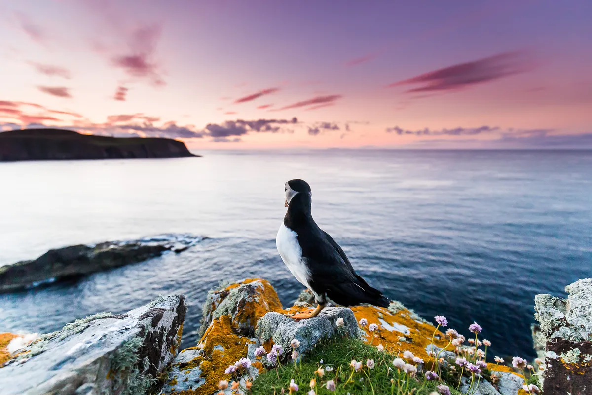 Category: Portfolio Award gold award winner. LOST IN THOUGHT: Atlantic puffin. © Kevin Morgans (UK) /Bird Photographer of the Year