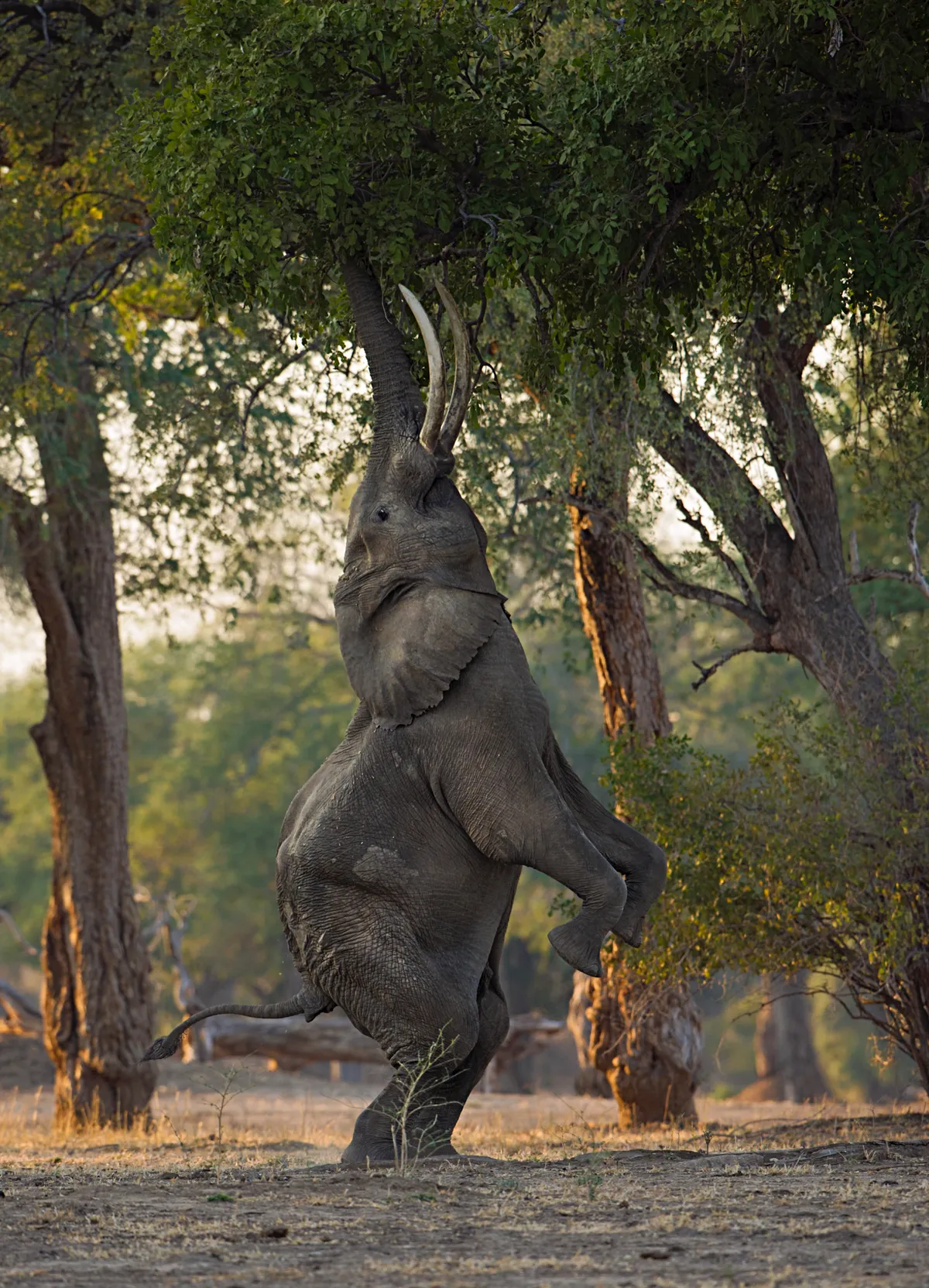 An elephant balances on hind legs, with his head back slightly and trunk stretched up high, to eat leaves from an overhanging tree.