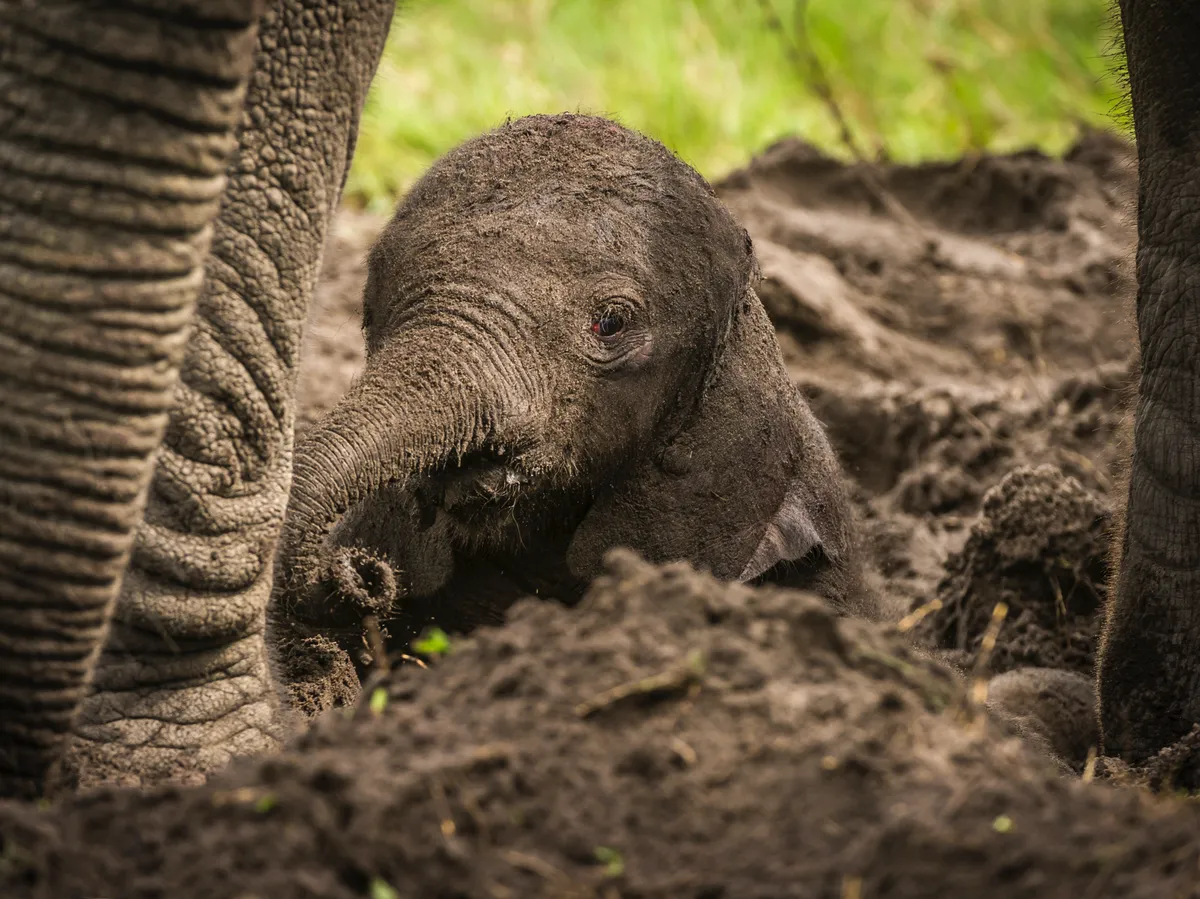 A baby elephant’s head and trunk, covered in dirt, pops up from the muddy ground in the centre of the picture, between the legs of a grown up.
